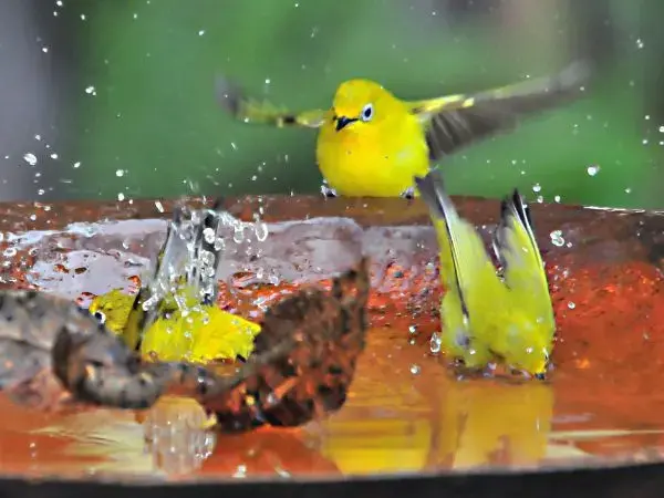 Karmnikowy Festiwal - jak zaprosić piękne ptasie gatunki do swojego ogrodu